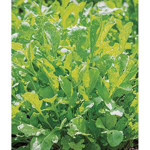 Arugula rocket leaves