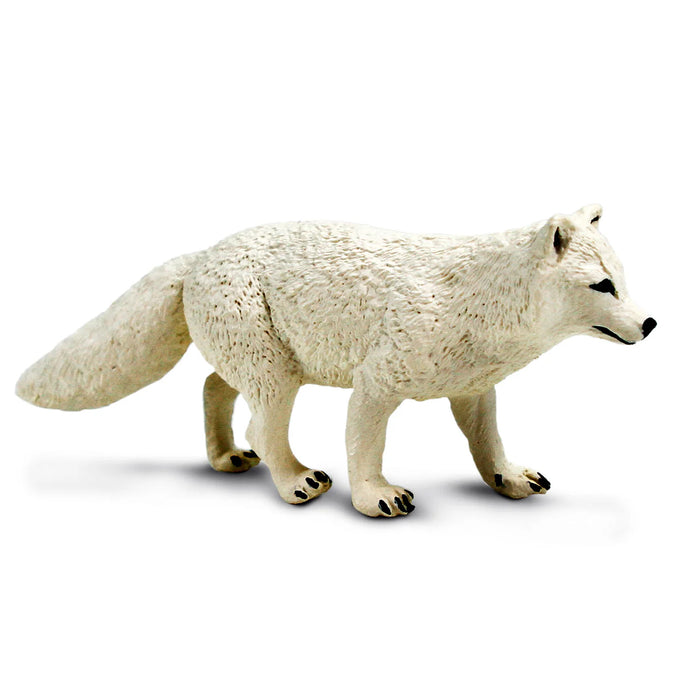 Arctic Fox 100731