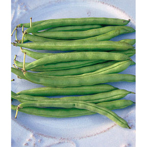 Blue Lake bush snap bean