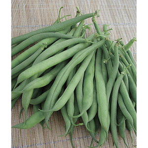 Stringless green beans