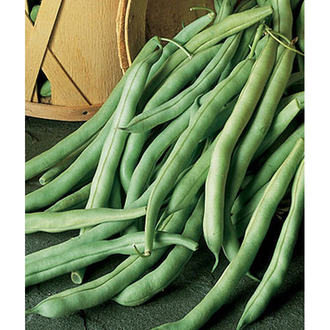Burpee Organic Stringless Green Garden Beans 67810 – Good's Store Online