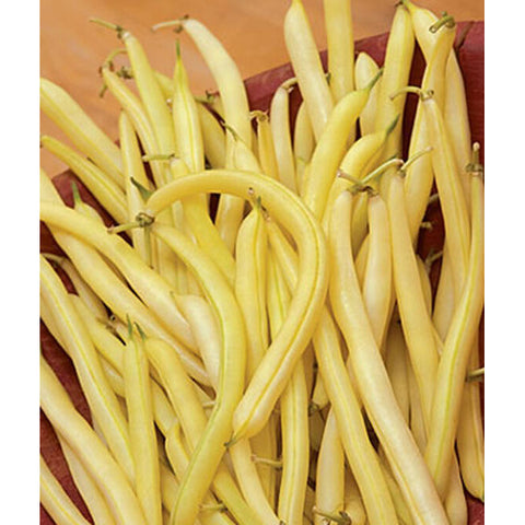 Mellow Yellow garden beans