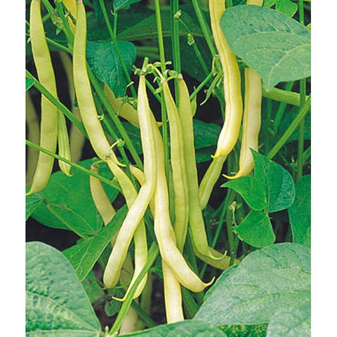 Yellow wax beans