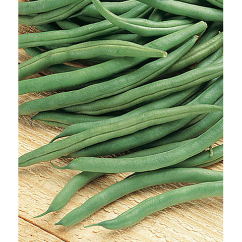 Bush Blue Lake 274 beans