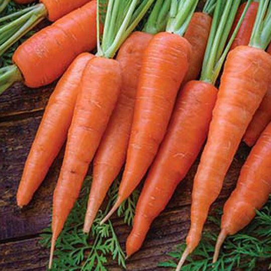 Bunch of carrots