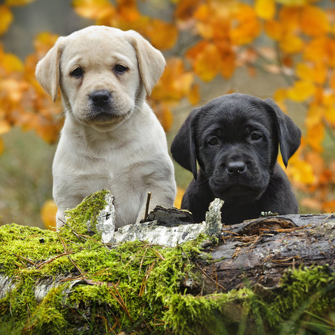 Hunting Hounds 100-Piece Puzzle CH8546