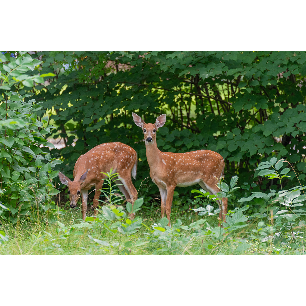 Creative Homes Gentle Fawns 50-Piece Floor Puzzle CH8632 – Good's