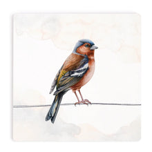 Oriole Coaster