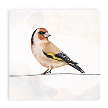 Finch Coaster