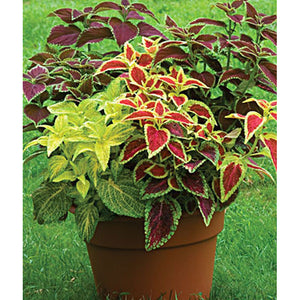 Coleus plant