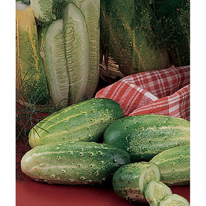 Pickler Cucumber