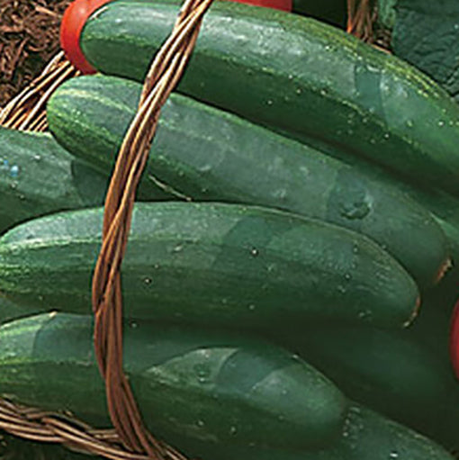 Bush Champion cucumbers