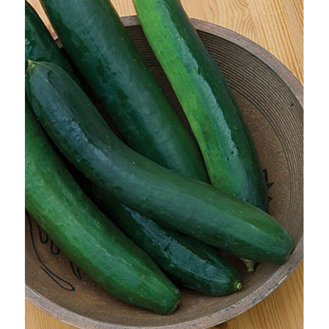 Garden Sweet Burpless Hybrid cucumbers