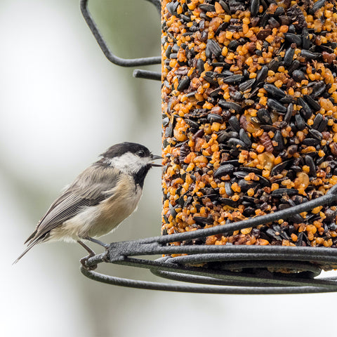 Wild Bird Supplies