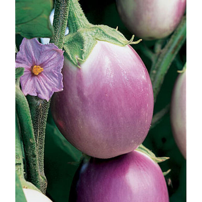 Eggplants