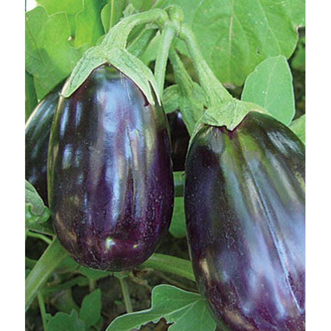 Black Beauty eggplant