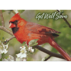 Front of Card 4: Get Well Soon, cardinal perched on branch with white flowers