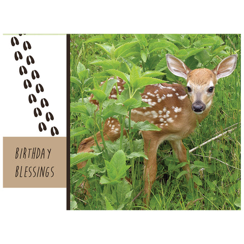 Wild Animals Birthday Boxed Cards FT22688 card 1