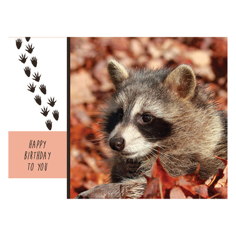 Wild Animals Birthday Boxed Cards FT22688 card 2