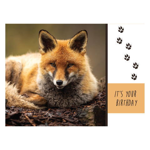 Wild Animals Birthday Boxed Cards FT22688 card 3
