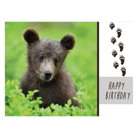 Wild Animals Birthday Boxed Cards FT22688 card 4