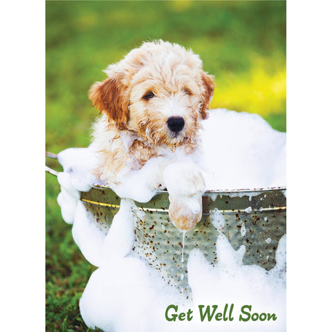 Get Well - Baby Animals Boxed Cards FT22830