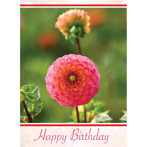 Birthday Dahlias Boxed Cards FT22759