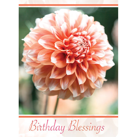 Birthday Dahlias Boxed Cards FT22759