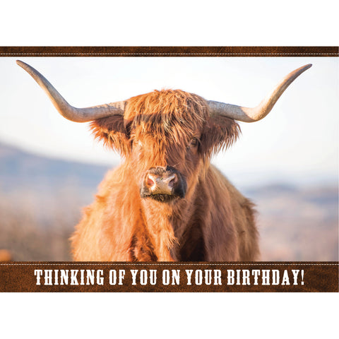 Birthday - Highlander Cows Boxed Cards FT22836