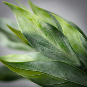 Frosted Green Foliage Stem 02870S 2