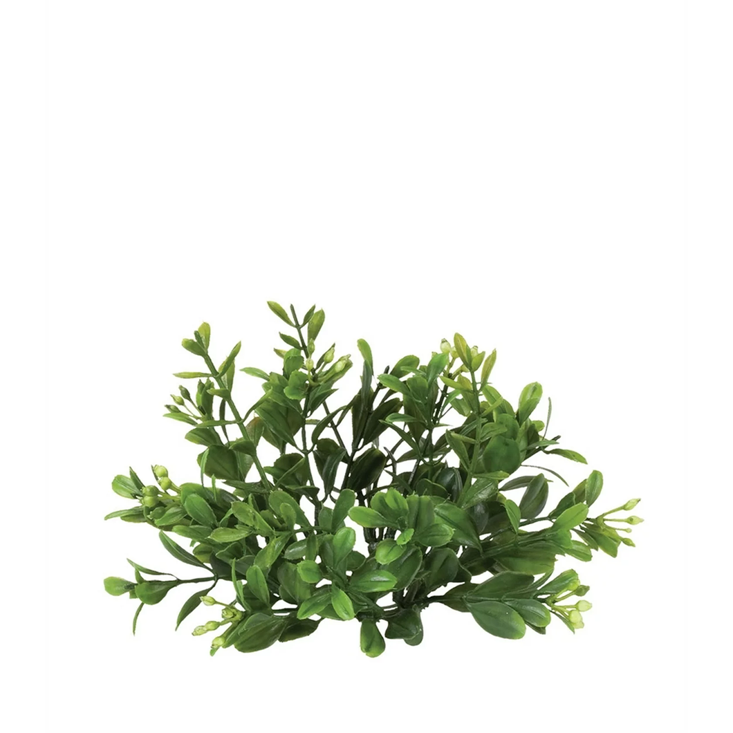 Green Boxwood Mini Wreath EBX1