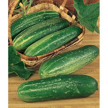 Heirloom cucumbers