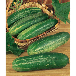 Heirloom cucumbers
