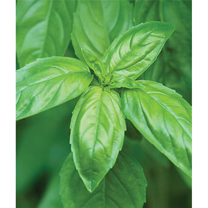 Genovese basil herb