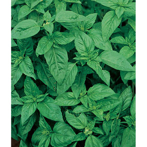 Sweet basil plant