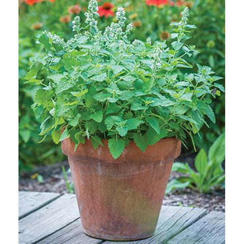Catnip plant