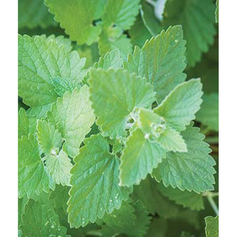 Catnip plant