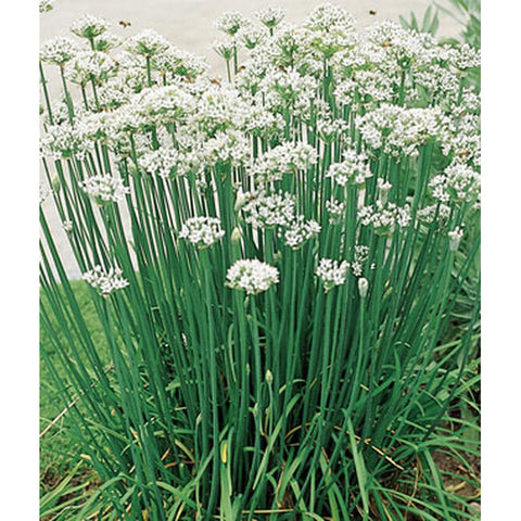 Garlic chives