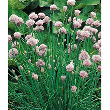 Chives