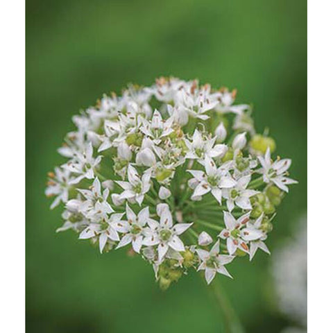 Garlic chive plant