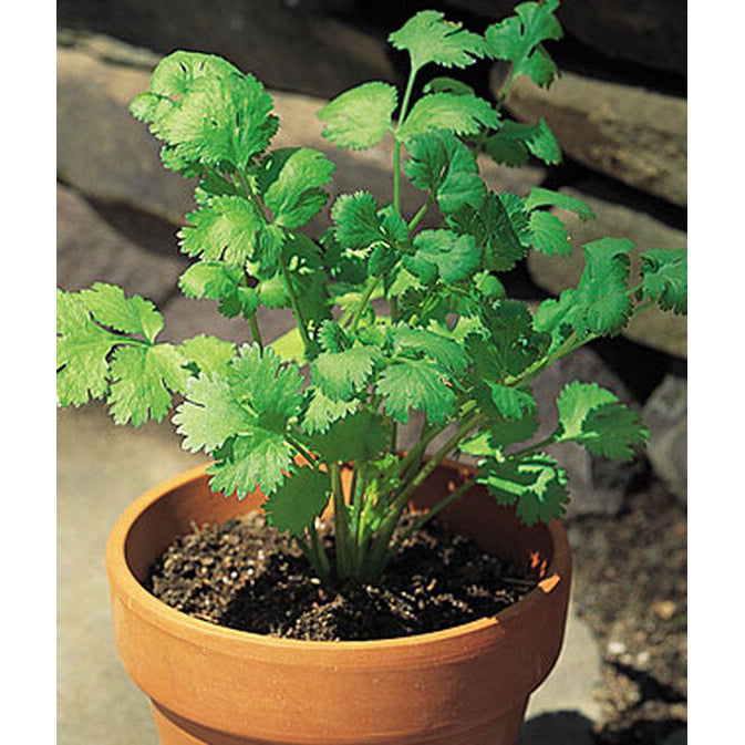 Cilantro plants