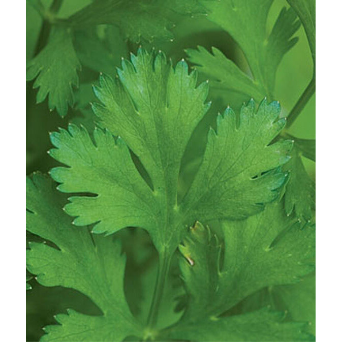 Cilantro leaves