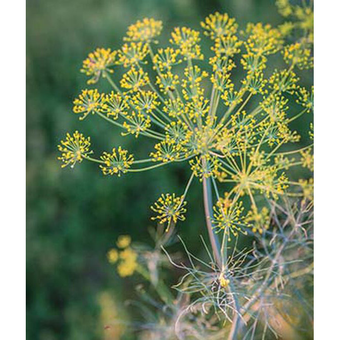 Dill seed