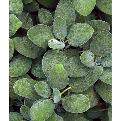 Sage plants