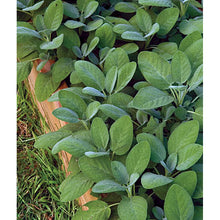 Sage herb plant