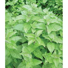 Spearmint leaves