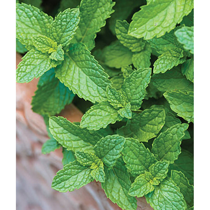 Spearmint herb