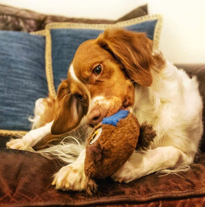 dog playing with Spot Hoots owl squeaker toy