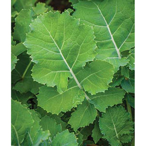 Kale leaves