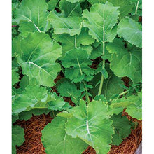 Kale plant